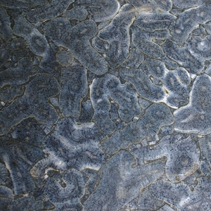 Blue coral fossil