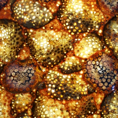 菊花化石(透光)